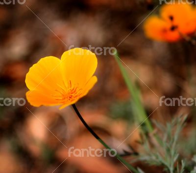 California Poppy