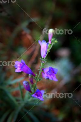 Blue Bells