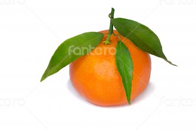 Mandarin with green foliage.
