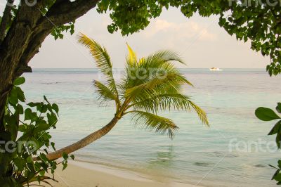 Palm Beach