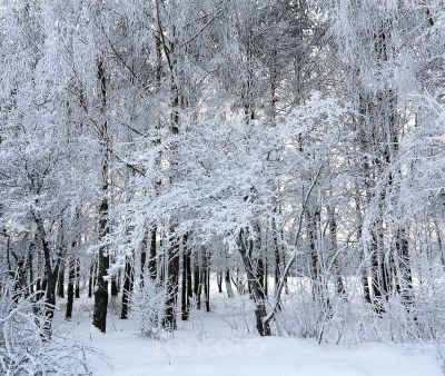 Wi nter landscape with trees in a thick hoarfrost