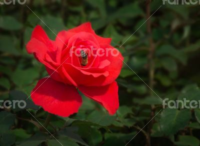 Bee gathers honey in the centre of a big red rose.