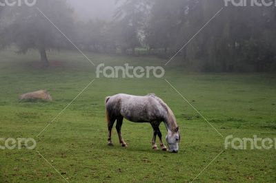 A horse eating in the meadow