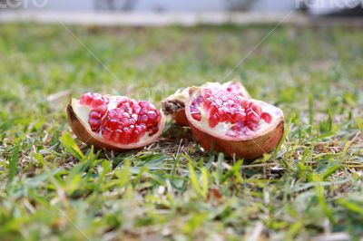 Pomegranate in the grass