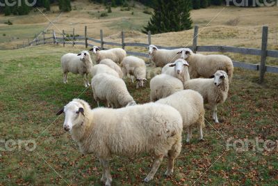 Group of Sheep