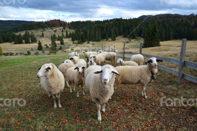 Group of Sheep