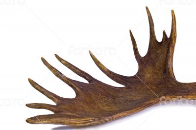 Branchy big horn of the moose on a white background.