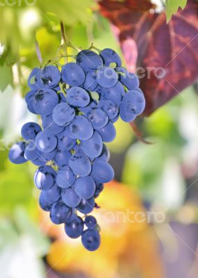 ripe grapes