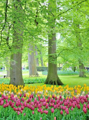 Tulips in garden