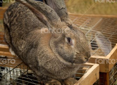 The big grey rabbit sold at the fair.