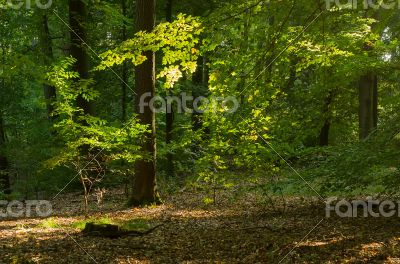 Forest in autumn