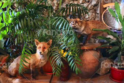 Stuffed red fox in the grass and trees