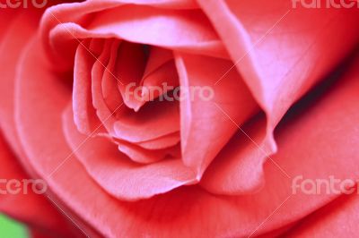 Close up of a beautiful pink rose.