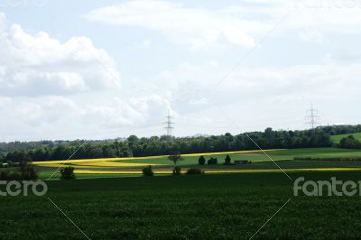 On the rape field