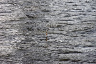 Flying gull