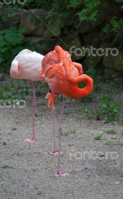 Flamingo