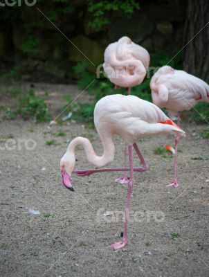 Flamingo