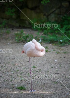 Flamingo