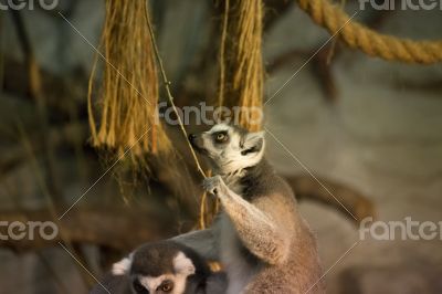 lemur