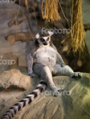 lemur