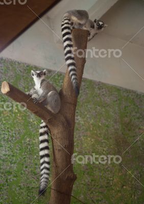 lemur