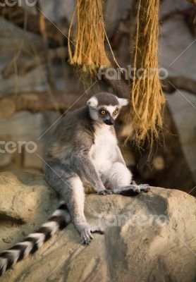 lemur