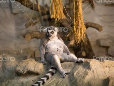 lemur