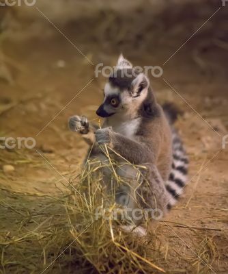 lemur