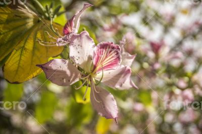 Pink blossoms