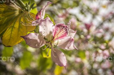 Pink blossoms