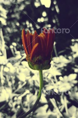 Blue Orange Tulip