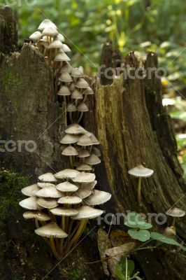 mushrooms on the tree stump
