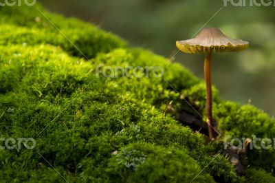 mushroom growing from tree