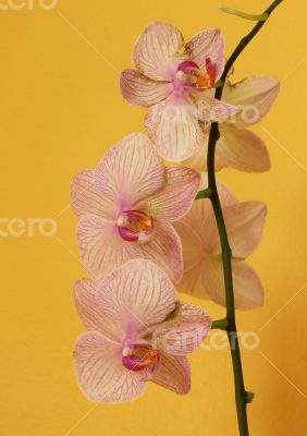 Orchid 