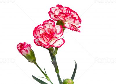 Carnation flowers on a white background.