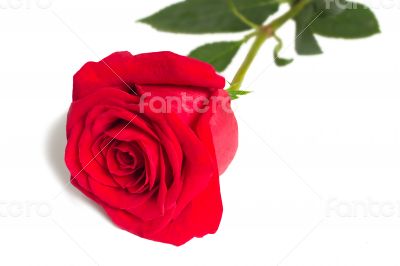 Flower red rose with leaves on a white background.