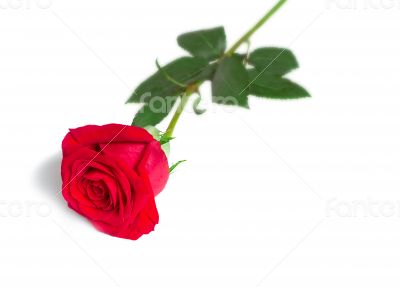 Flower red rose with leaves on a white background.