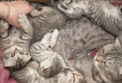 Beautiful pedigreed cat and her kittens.