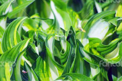 grass and dew abstract background