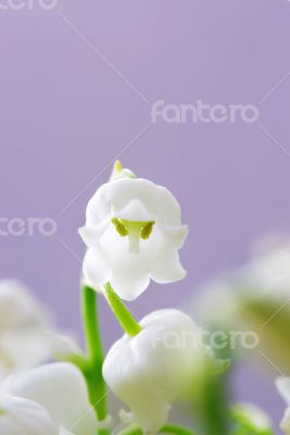 Close up of Lily of the valley