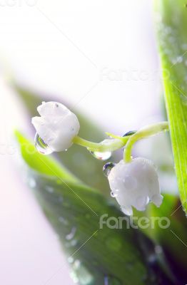 Close up of Lily of the valley