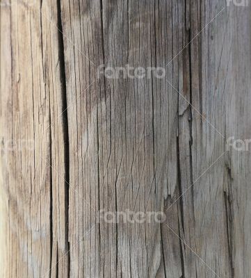 old tree trunk - background