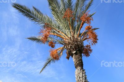 Date palm tree and a nice blue sky