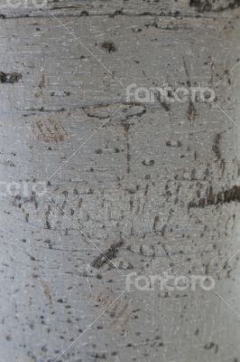 tree trunk - background