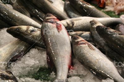 Fresh fished sea bass
