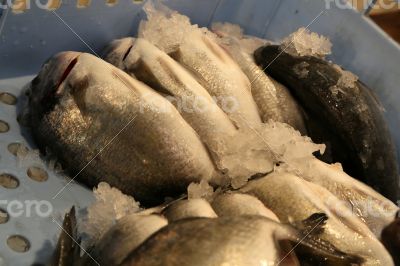 Fresh fished sea bream