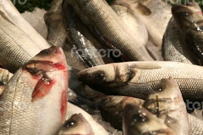 Fresh fished sea bass