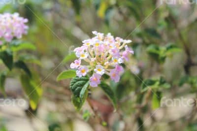 pink flowers