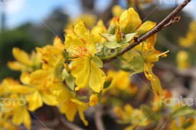 yellow flower