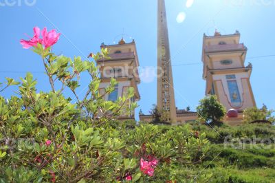 flower near Cao Dai Temple 